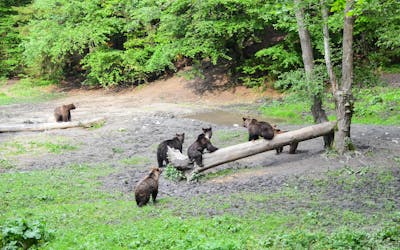Experiencia de observación de osos cerca de Brasov